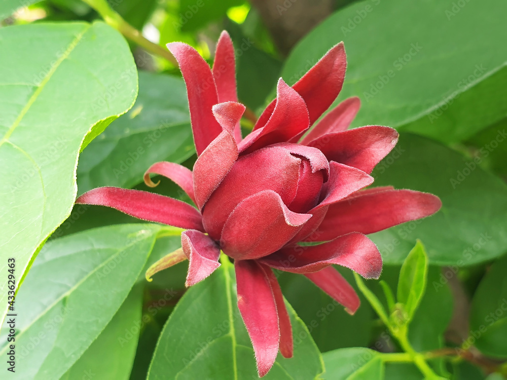 The burgundy flower calycanthus floridus blooms on a bush in the garden.