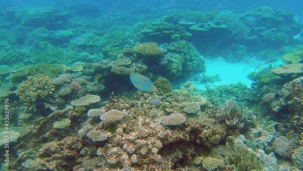 Beautiful Yellowlip Emperor fish swimming in coral reef, Lifou New Caledonia Beautiful Yellowlip Emperor fish swimming in coral reef, Lifou New Caledonia