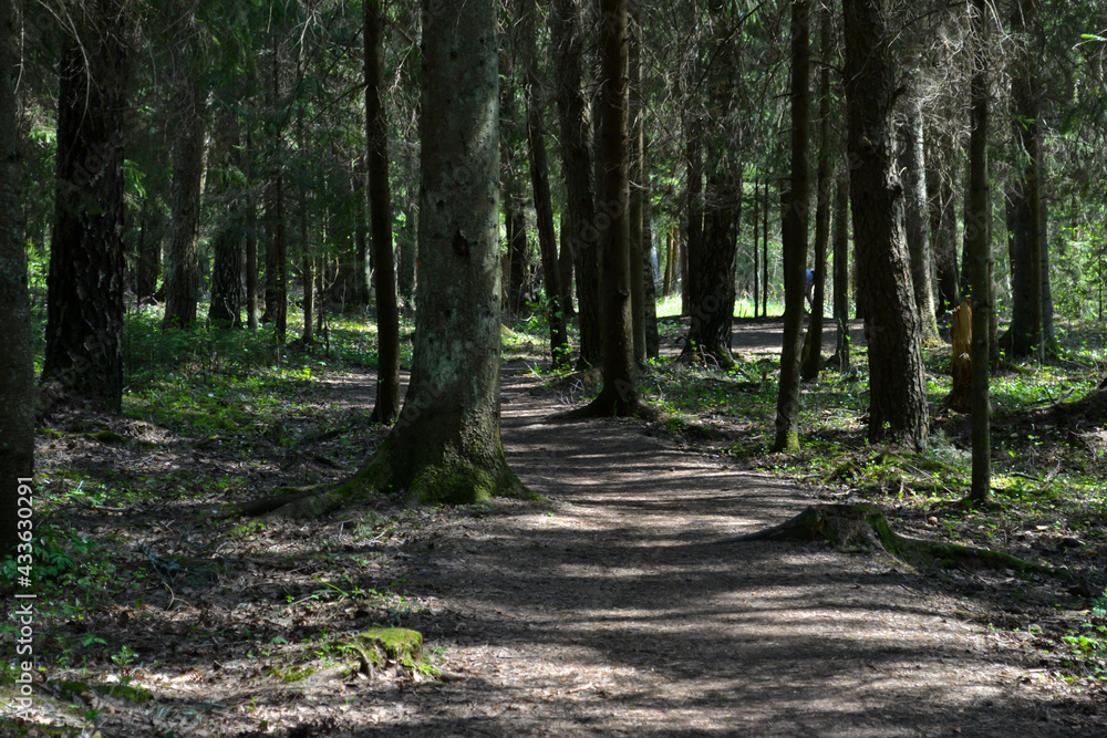 Obraz premium Pedestrian sand path in the forest. Mystical forest landscape