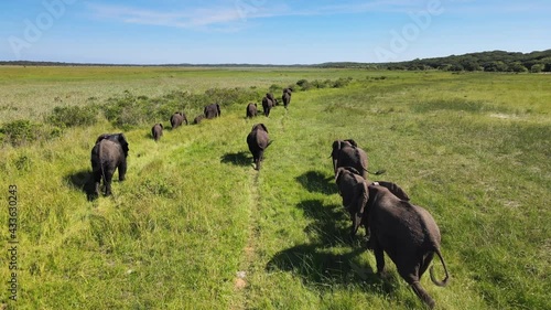 Aerial drone view following walking African Elephants - Loxodonta Africana