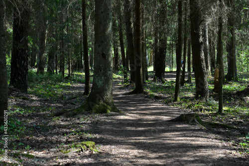 Pedestrian sand path in the forest. Mystical forest landscape