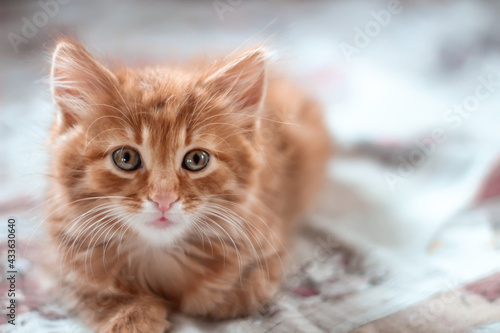 Cat kitten red headed wondered lying face portrait © Svet105