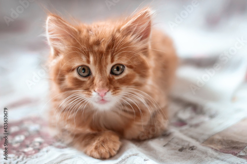 Cat kitten red headed wondered lying face portrait © Svet105