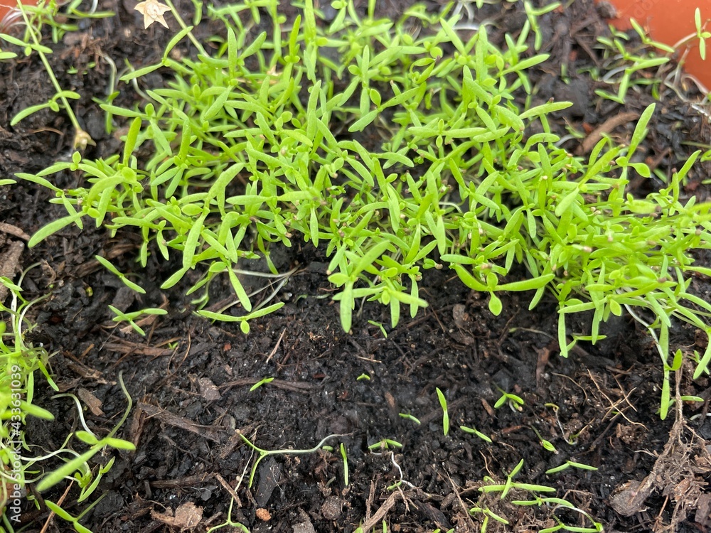grass in the ground grass in the ground