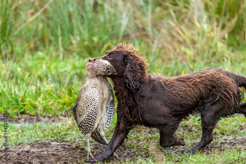 A gun dog retrieves a partridge