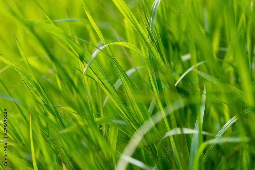 Gras grün Halme Wiese Weide Gräser Hintergrund Frühling monochrom Struktur Details Makro Nahaufnahme selektive Schärfe hell Licht Wachstum Chlorophyll Blätter Härchen Sauerland Deutschland Mai Saison Gras grün Halme Wiese Weide Gräser Hintergrund Frühling monochrom Struktur Details Makro Nahaufnahme selektive Schärfe hell Licht Wachstum Chlorophyll Blätter Härchen Sauerland Deutschland Mai Saison