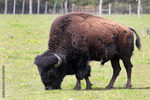 Bull on Bison Farm in spring shedding winter coat 