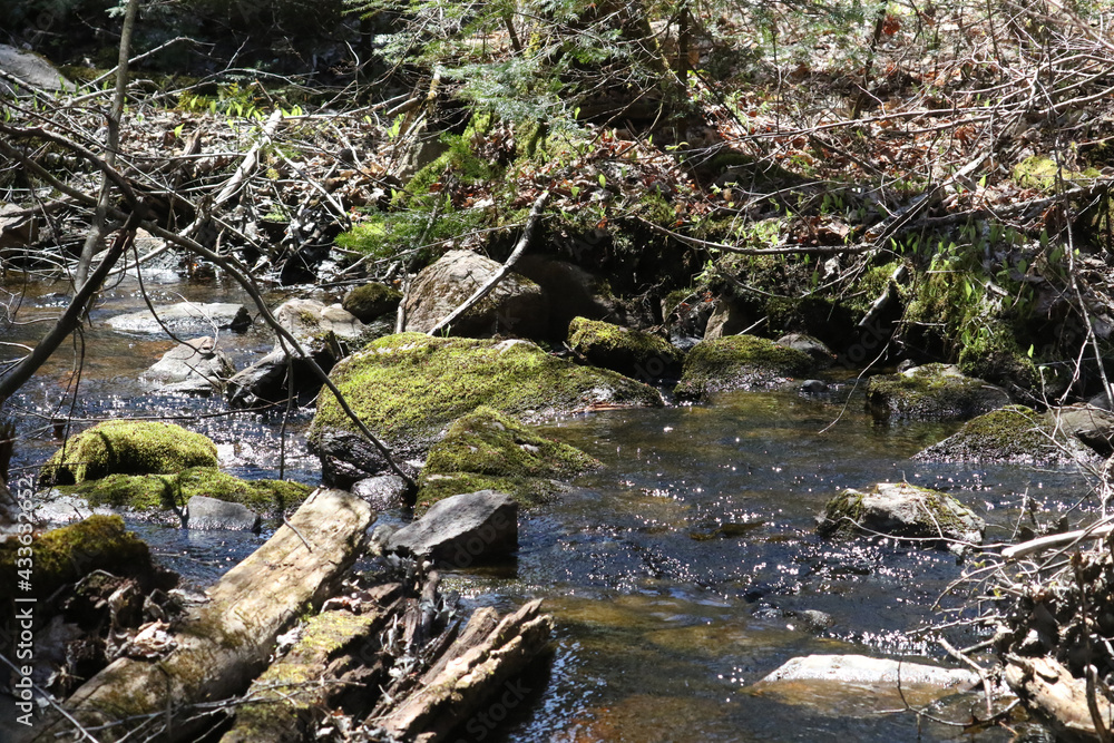 Fototapeta premium Creek with mossy stones in Algonquin Park in spring sunshine