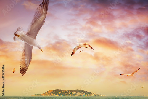 Seagulls soaring in the sky over the Princes  Islands in the sea of       Marmor. Istanbul. 