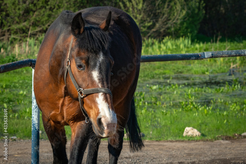 Bay horse on a farm on a sunny day.