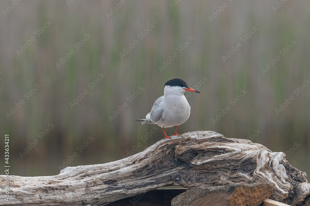 Close up portrait of Common tern (sterna hirundo) in Danube Delta Romania Close up portrait of Common tern (sterna hirundo) in Danube Delta Romania