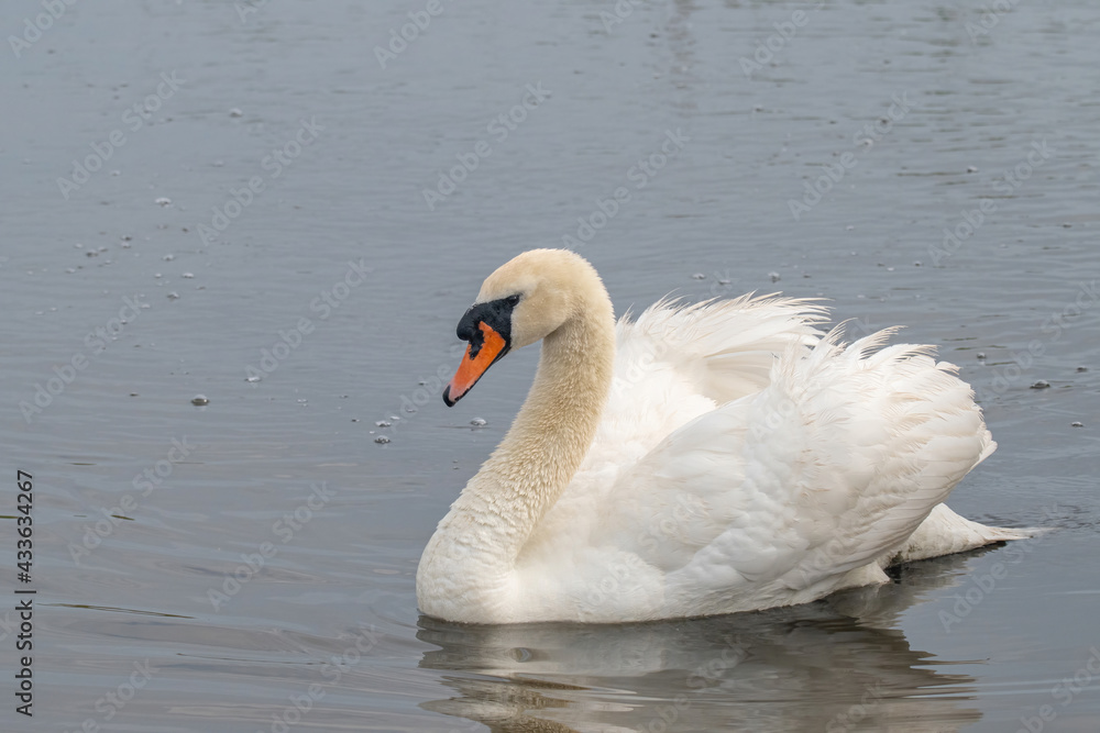 Beautiful Mute Swan Cygnet (Cygnus olor) in nature Beautiful Mute Swan Cygnet (Cygnus olor) in nature