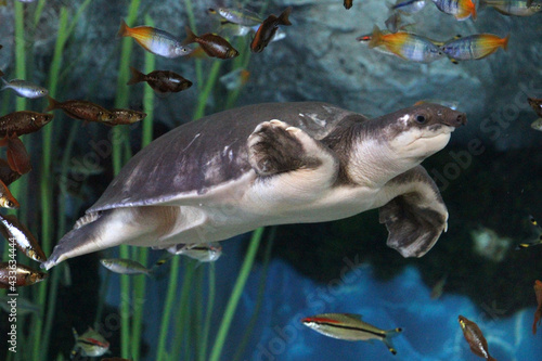 Papua-Weichschildkroete photo