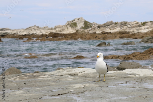 Dominikanermöwe / Southern black-backed gull / Larus dominicanus photo