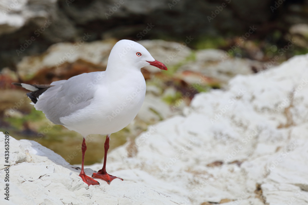 Fototapeta premium Rotschnabelmöwe / Red-billed gull / Larus scopulinus