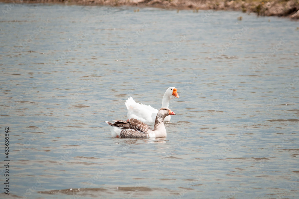 Fototapeta premium Geese swimming in the lake 