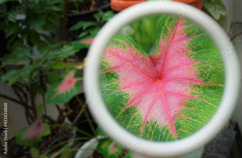 Heart Flower frame