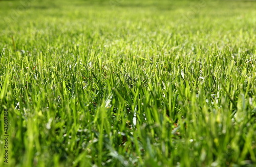green lawn