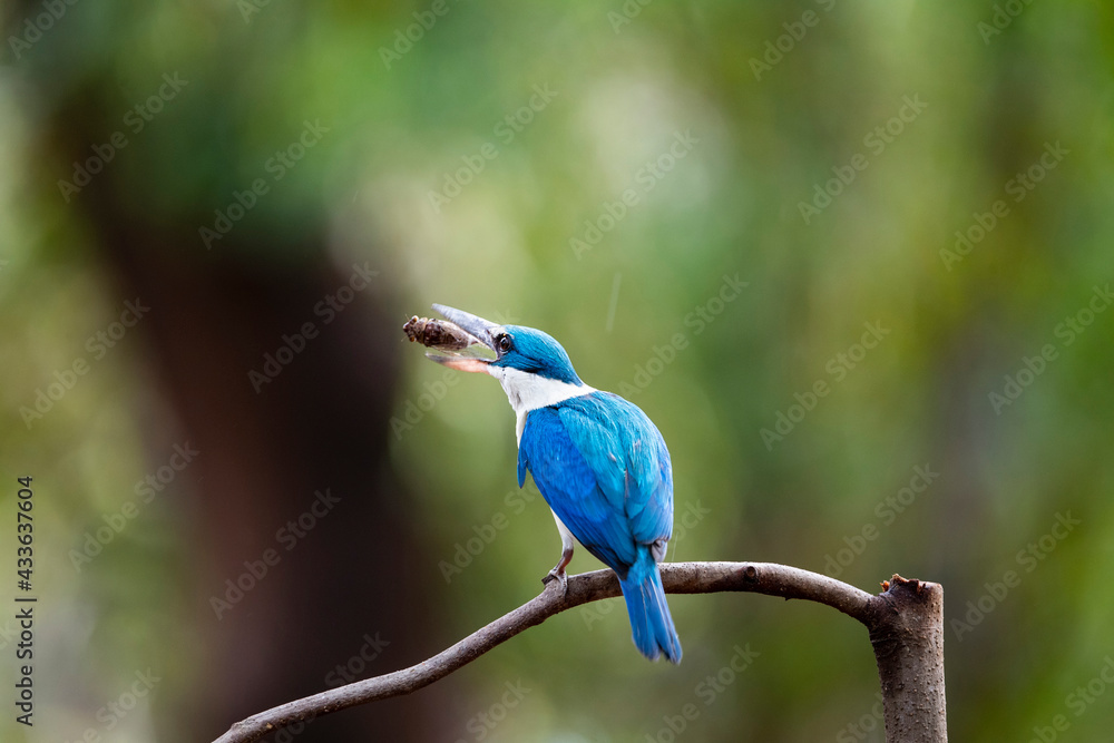 Obraz premium White - collared Kingfisher