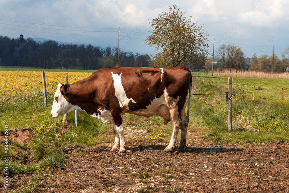 Isolated spotted cow in a green field of the Swiss Alps in the canton of Jura Isolated spotted cow in a green field of the Swiss Alps in the canton of Jura