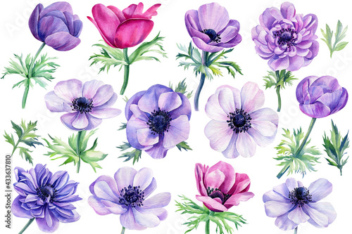 Fototapet Set Watercolor flowers, colored anemones on isolated white background, floral de