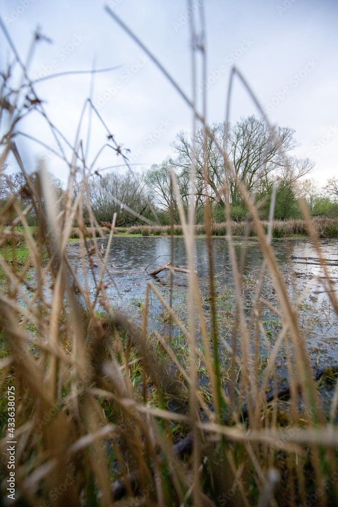 kleiner Teich im Grünen bei bewölktem himmel mit bäumen im hintergrund kleiner Teich im Grünen bei bewölktem himmel mit bäumen im hintergrund
