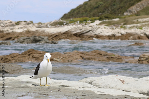 Dominikanermöwe / Southern black-backed gull / Larus dominicanus photo