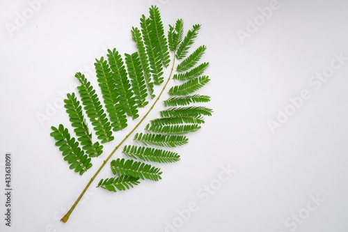 abstract Peltophorum green leaves on white background photo