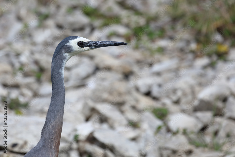 Weißwangenreiher / White-faced or white-fronted heron / Egretta novaehollandiae Weißwangenreiher / White-faced or white-fronted heron / Egretta novaehollandiae