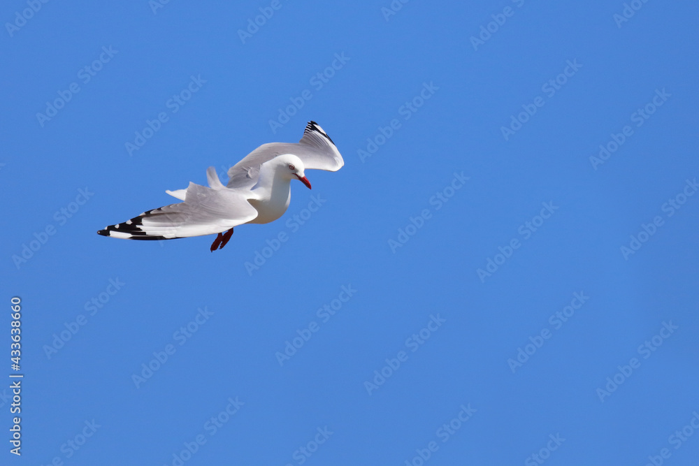 Rotschnabelmöwe / Red-billed gull / Larus scopulinus. Rotschnabelmöwe / Red-billed gull / Larus scopulinus.