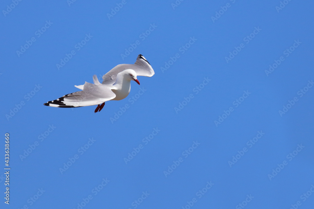 Rotschnabelmöwe / Red-billed gull / Larus scopulinus.