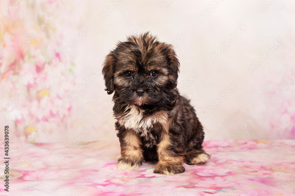 Little mini puppy  on a floral background.Cute puppies  Mixed  dog