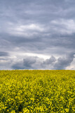 Background with a yellow rapeseed field under dramatic moody dark cloudy sky in Regensdorf, Switzerland