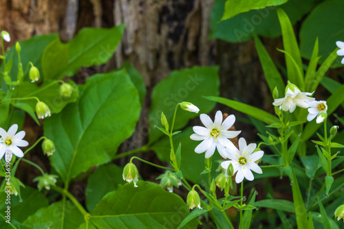 Rabelera flowers in green forest photo