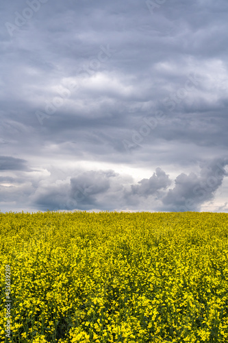 Background with a yellow rapeseed field under dramatic moody dark cloudy sky in Regensdorf  Switzerland