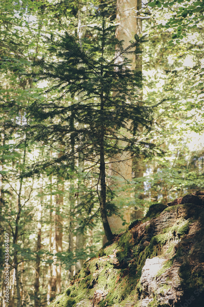 Baum im Wald auf Felsen Baum im Wald auf Felsen