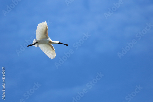 Königslöffler / Royal spoonbill or Black-billed spoonbill / Platalea regia.