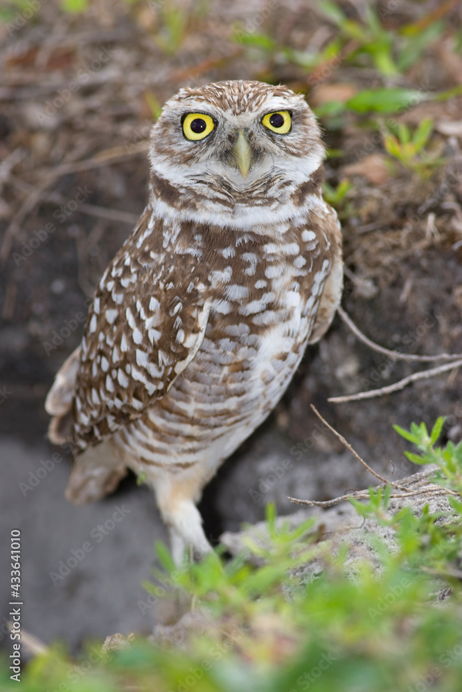 Naklejka premium Burrowing Owl, Athene cunicularia, Broward County Park, Florida