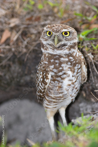 Burrowing Owl, Athene cunicularia, Broward County Park, Florida