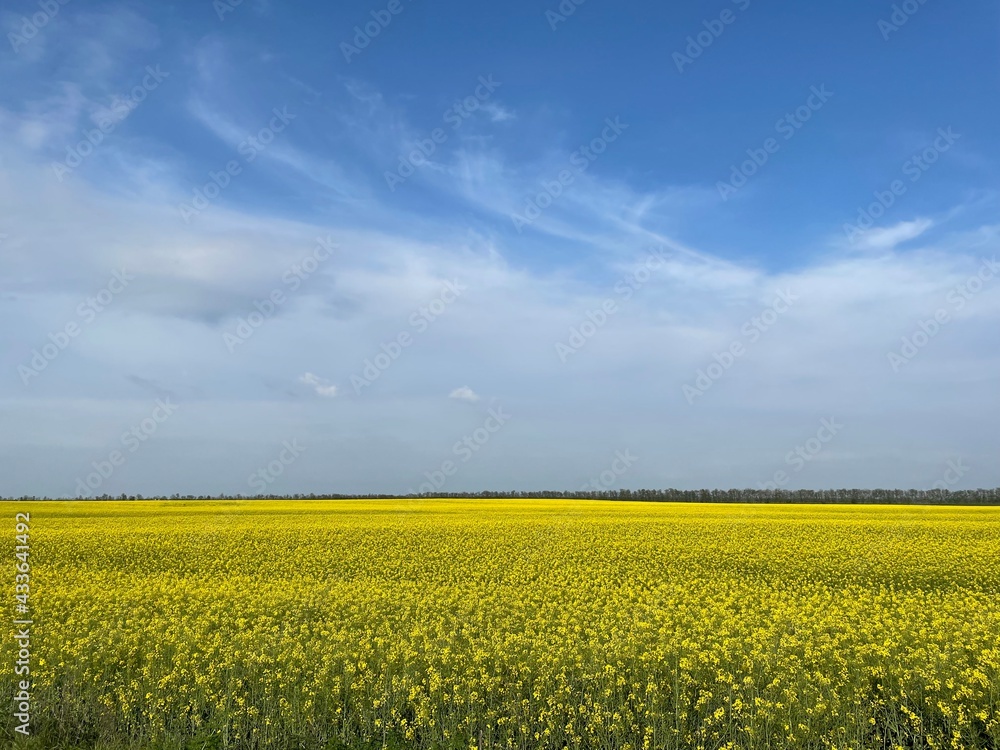 Obraz premium Rape field with blue sky