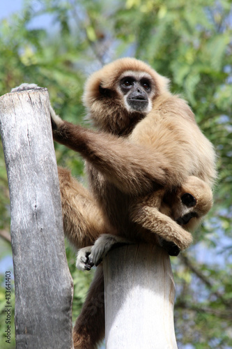 Wallpaper Mural Weisshandgibbon Torontodigital.ca