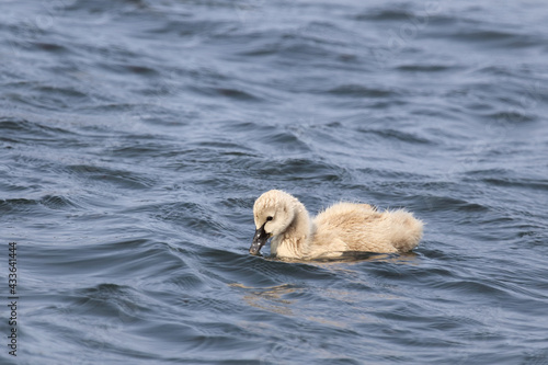 Schwarzer Schwan oder Trauerschwan / Black Swan / Cygnus atratus.