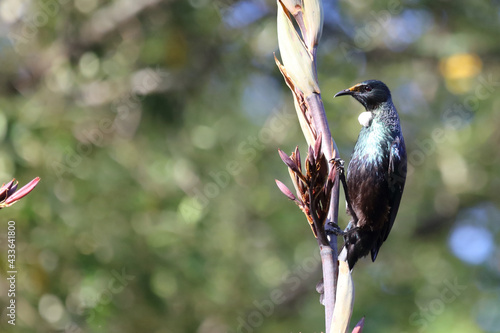 Tui / Tui / Prosthemadera novaeseelandiae photo