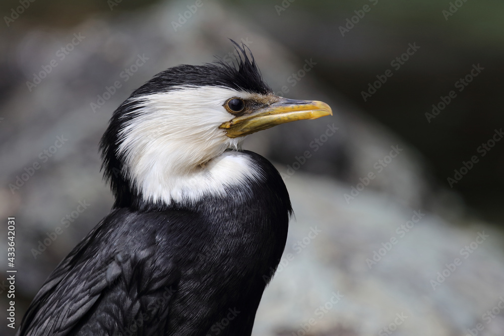 Australische Zwergscharbe oder Kräuselscharbe / Little pied cormorant or Little shag / Microcarbo melanoleucos