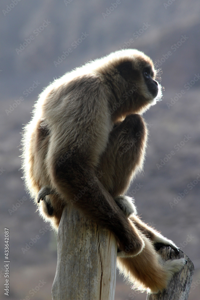 Obraz premium Weisshandgibbon