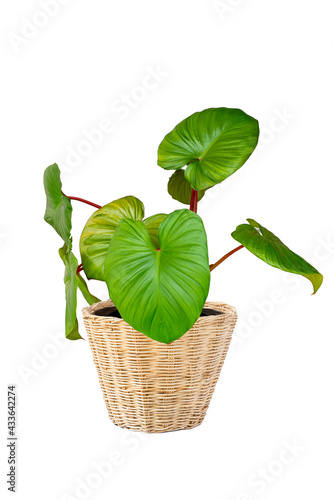 King of Heart or Homalomena rubescens in pot isolated on white background with clipping path. Beautiful Green Calla tropical plant. Fresh leaves Growing in a plastic flower pot for home decoration