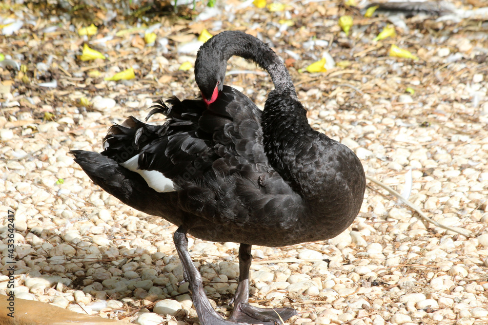 Fototapeta premium Trauerschwan