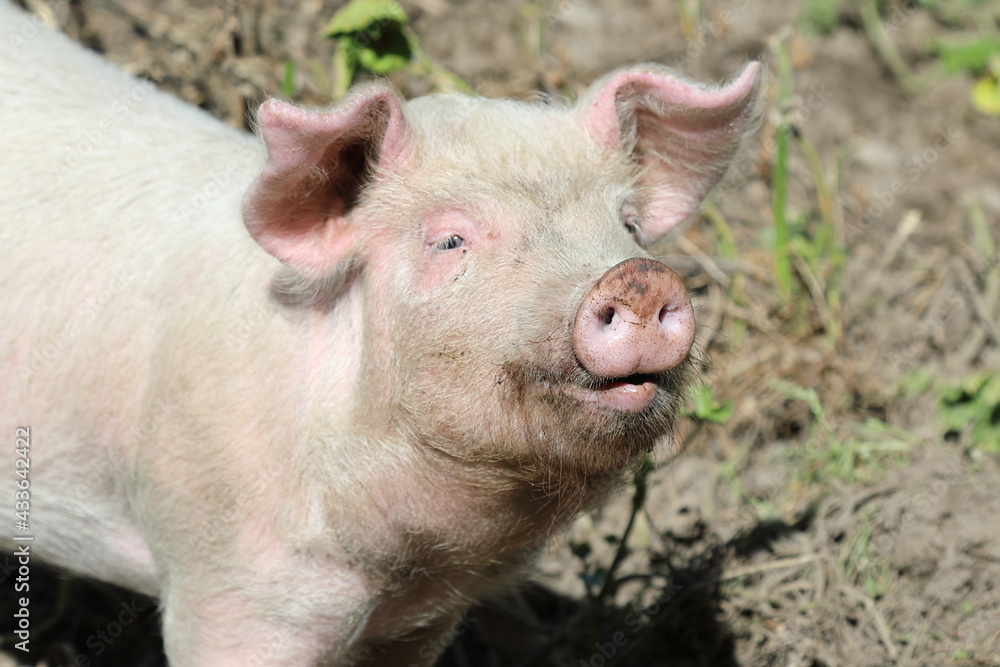 Hausschwein / Domestic pig / Sus scrofa domesticus Hausschwein / Domestic pig / Sus scrofa domesticus
