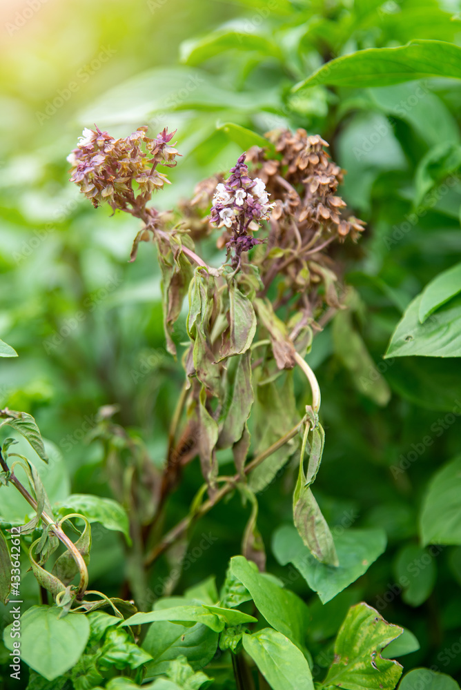 Sweet Basil or thyme (Ocimum basilicum)on blurred greenery background in garden. The basil is a disease caused by fungi, leaves and shoots of brutality and burns. Concept nature background Sweet Basil or thyme (Ocimum basilicum)on blurred greenery background in garden. The basil is a disease caused by fungi, leaves and shoots of brutality and burns. Concept nature background