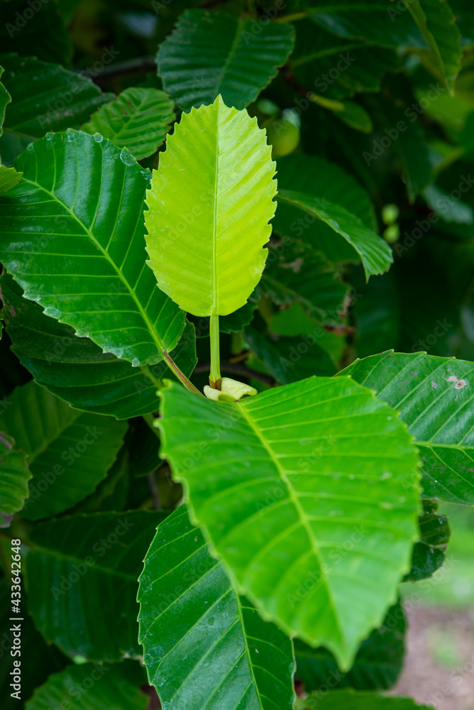 Dillenia or Simpor ( Dillenia suffruticosa ) on blurred greenery background in garden. Green leaves with flower concept nature background Dillenia or Simpor ( Dillenia suffruticosa ) on blurred greenery background in garden. Green leaves with flower concept nature background